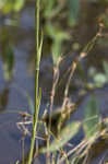 White fringed orchid